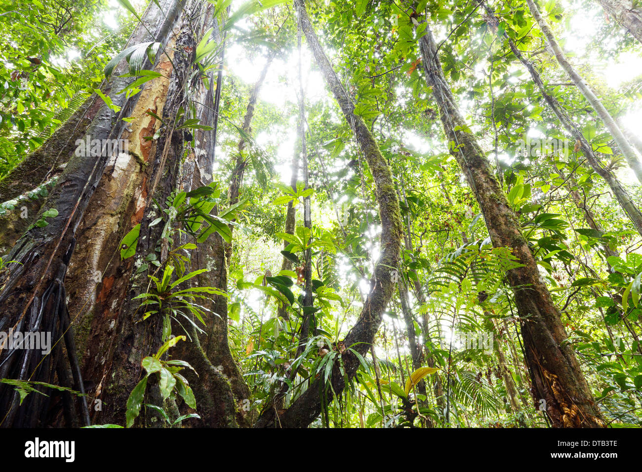 Rainforest tree canopy south america hires stock photography and