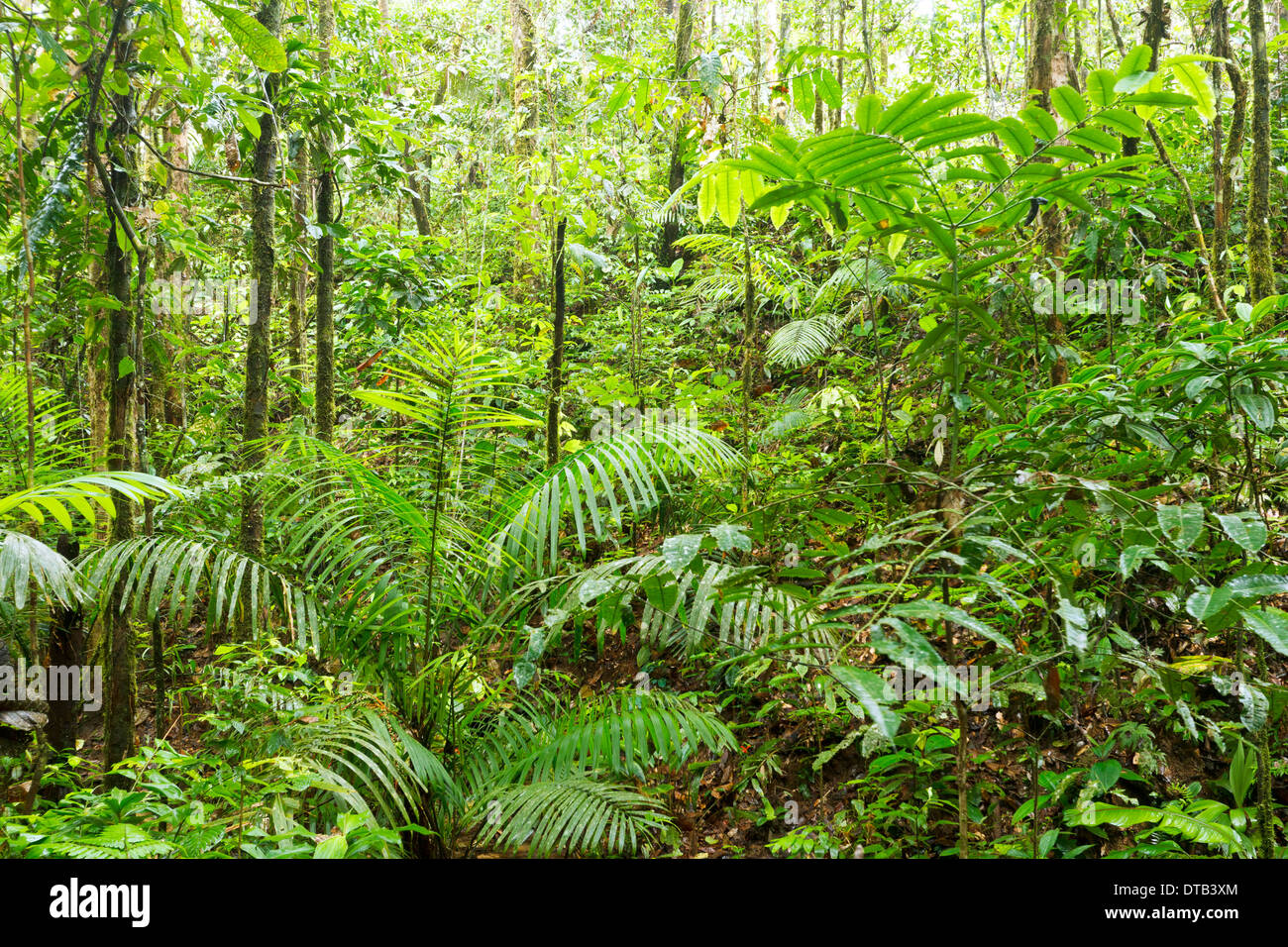 The green interior of tropical rainforest in the upper Amazon basin, Ecuador Stock Photo