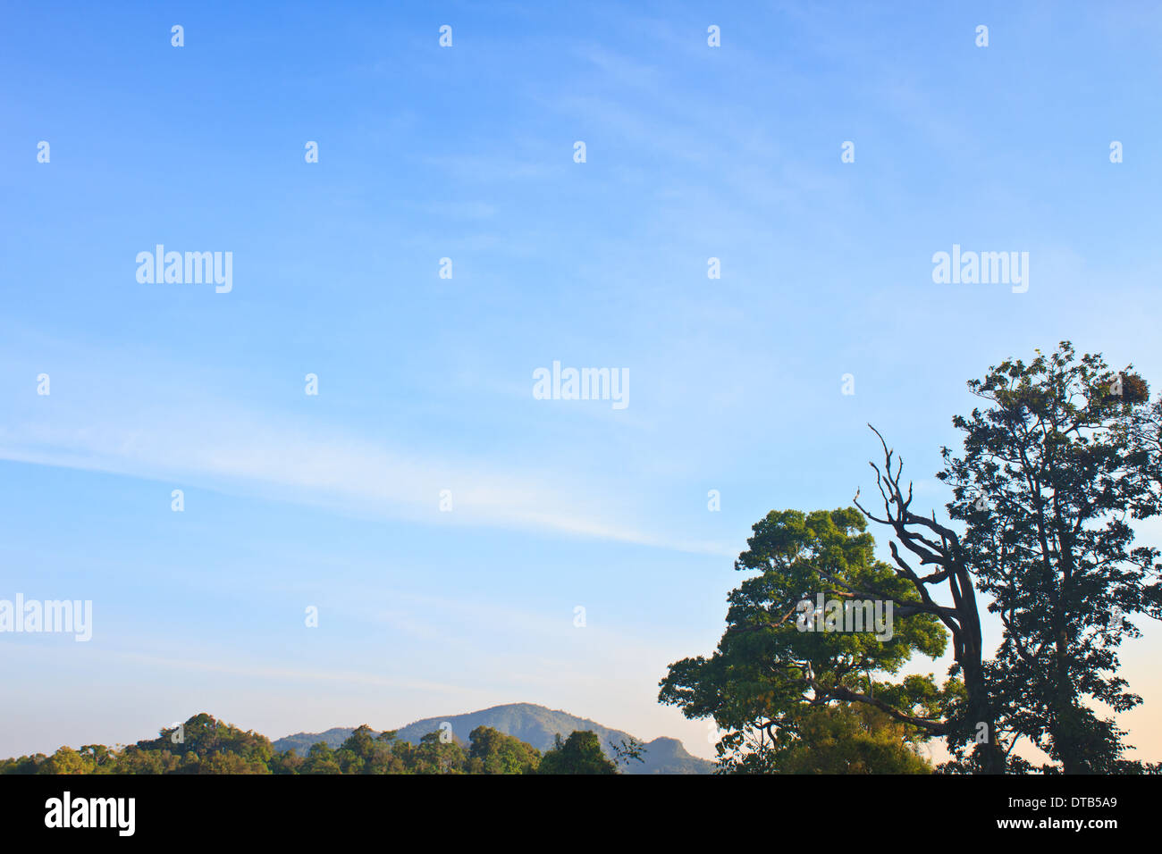 green forest and blue sky background Stock Photo