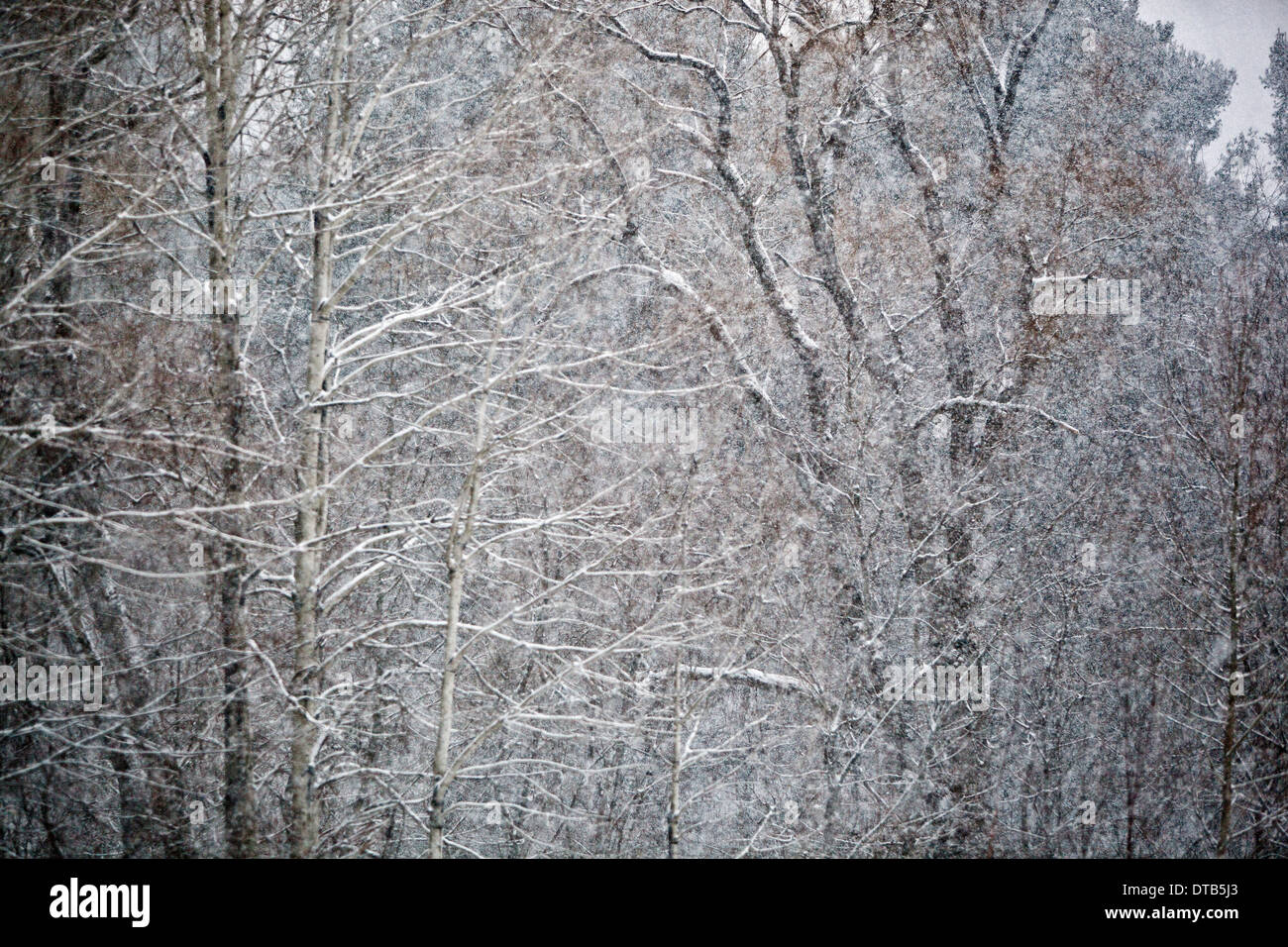 Winter storm in Vermont Stock Photo
