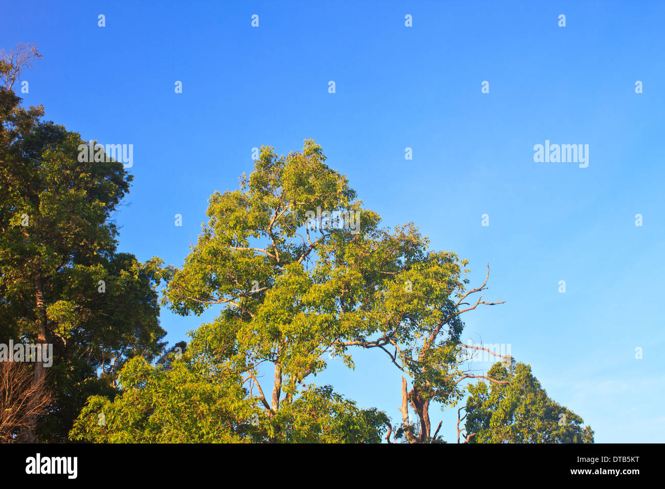 green forest and blue sky background Stock Photo