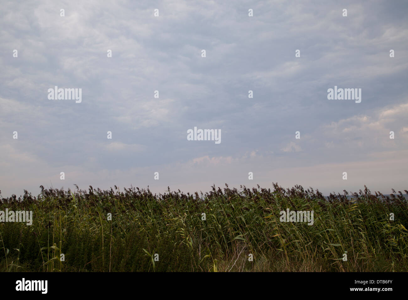 Grass field and cloudy sky Stock Photo - Alamy