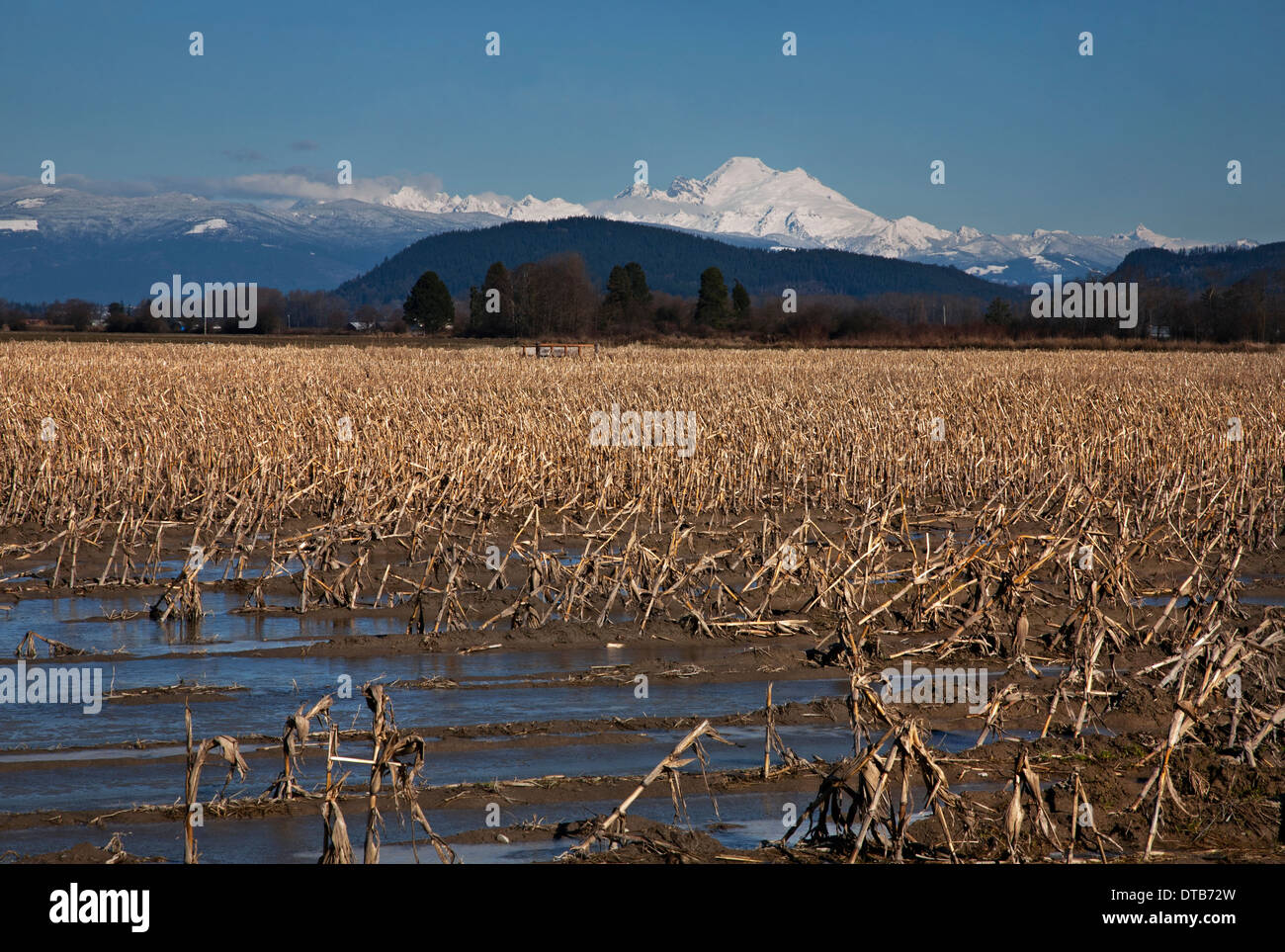 WASHINGTON - Mount Baker rising above a partially flooded corn field on Fox Island in the Skagit River Delta. Stock Photo