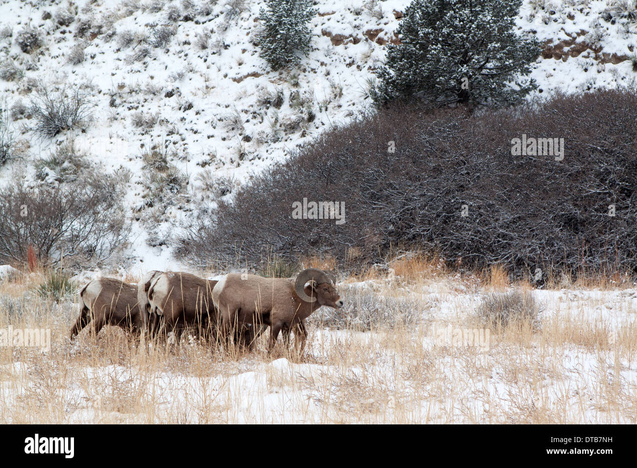Bighorn rams grazing in a meadow in winter Stock Photo - Alamy