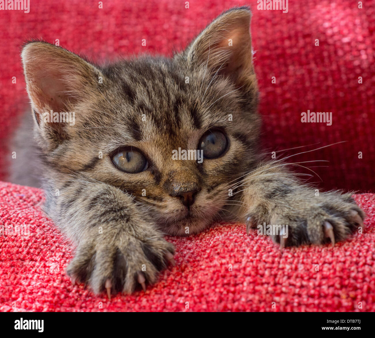 Domestic cat claws hires stock photography and images Alamy