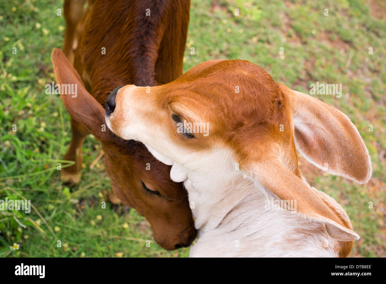 Two poddycalves hugging in backyard Stock Photo Alamy