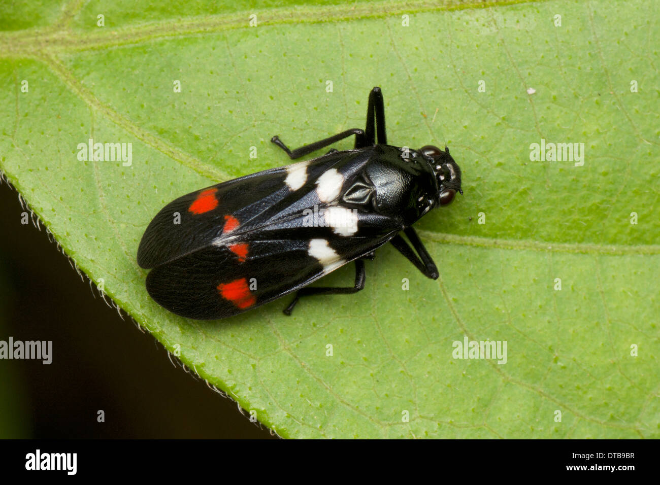 Rice Spittle Bug (Callitettix versicolor). Stock Photo