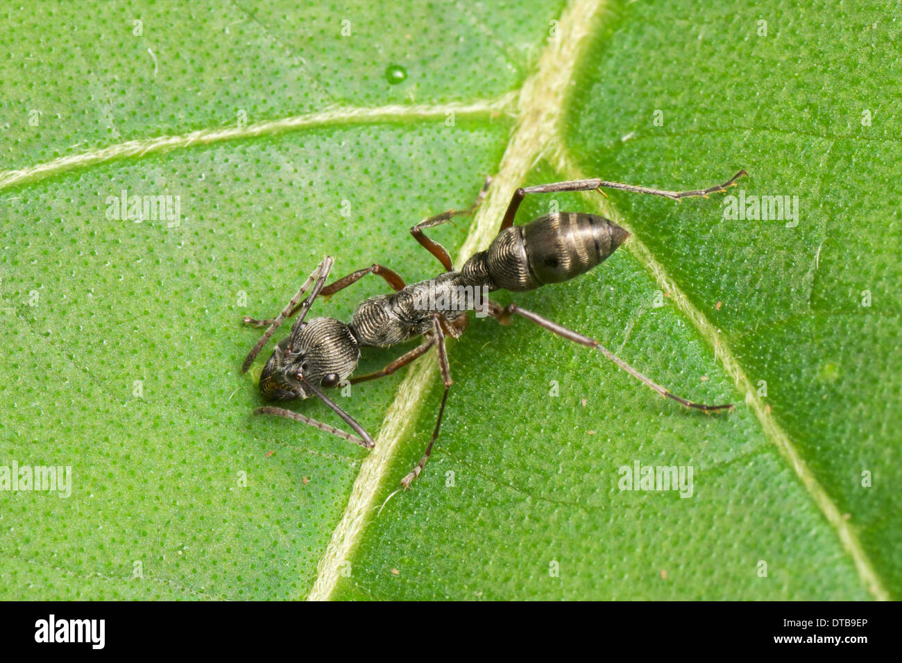 Diacamma sp. ant with a fingerprint like pattern on its exoskeleton. Huai Kha Khaeng Wildlife Sanctuary, Thailand. Stock Photo