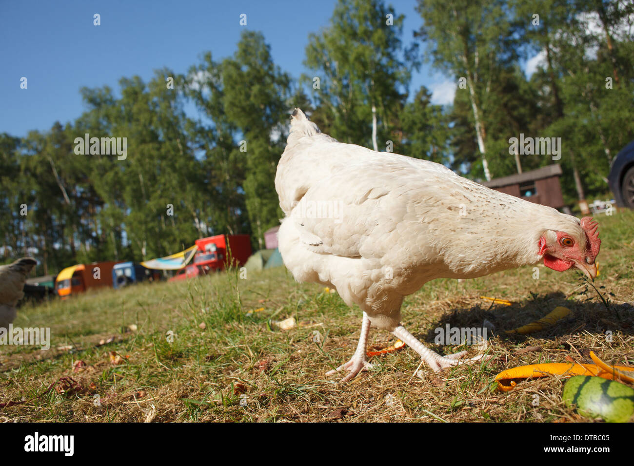 Wittstock / Dosse , Germany , free-range chickens from self-sufficient Stock Photo