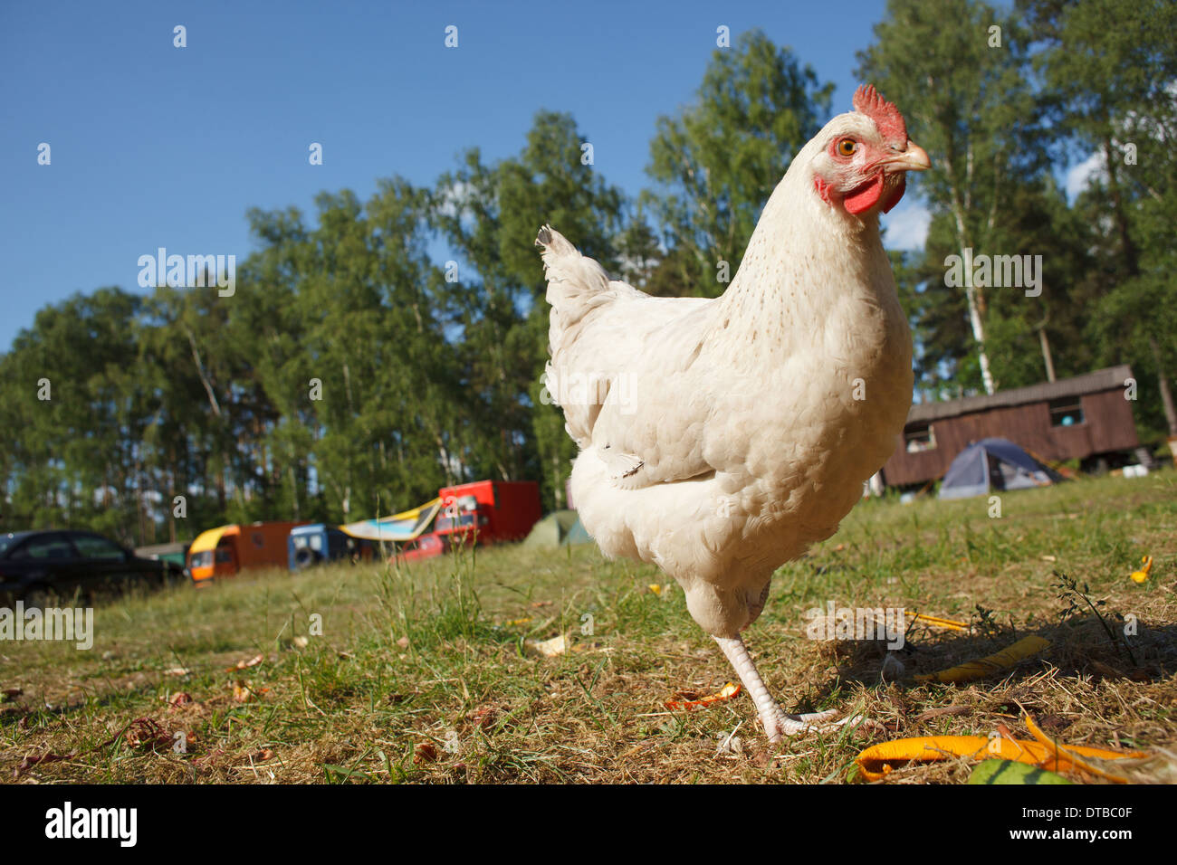 Wittstock / Dosse , Germany , free-range chickens from self-sufficient Stock Photo