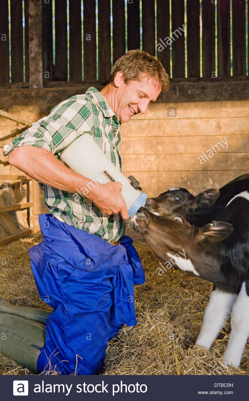 Calf Rearing Stock Photos & Calf Rearing Stock Images - Alamy