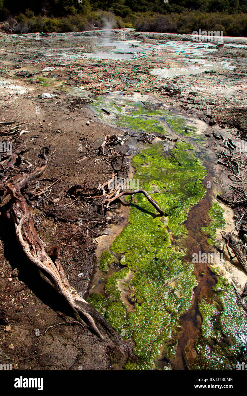 Wai-o-Tapu Thermal wonderland near Rotorua and Taupo, North Island, New Zealand Stock Photo