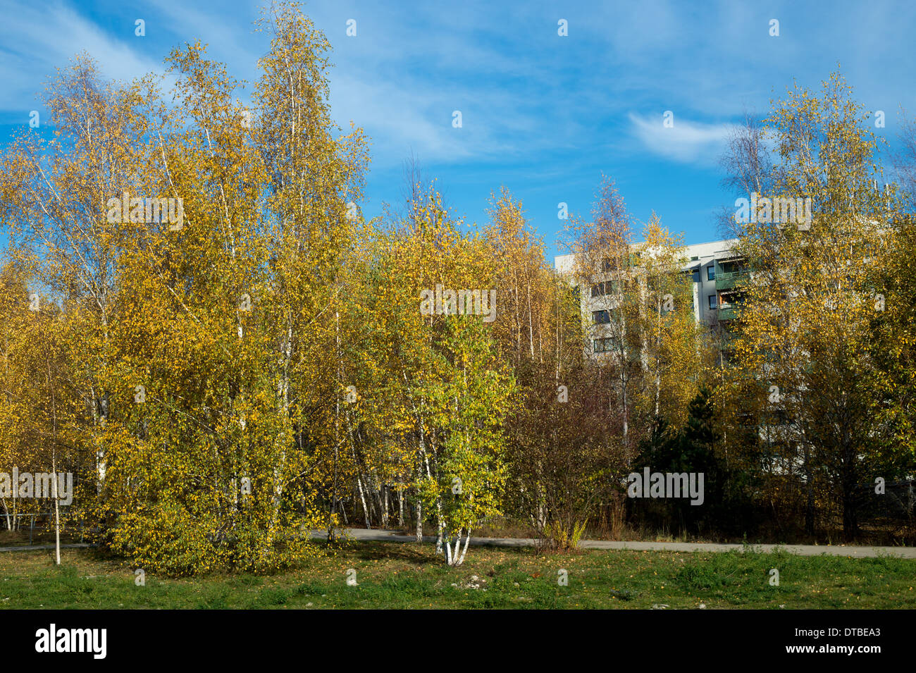 Berlin, Germany , birch trees with autumn-colored leaves in Mauerpark Stock Photo