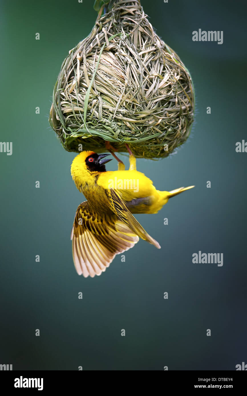 Masked Weaver; Ploceus Velatus; hanging upside down from nest; South Africa Stock Photo