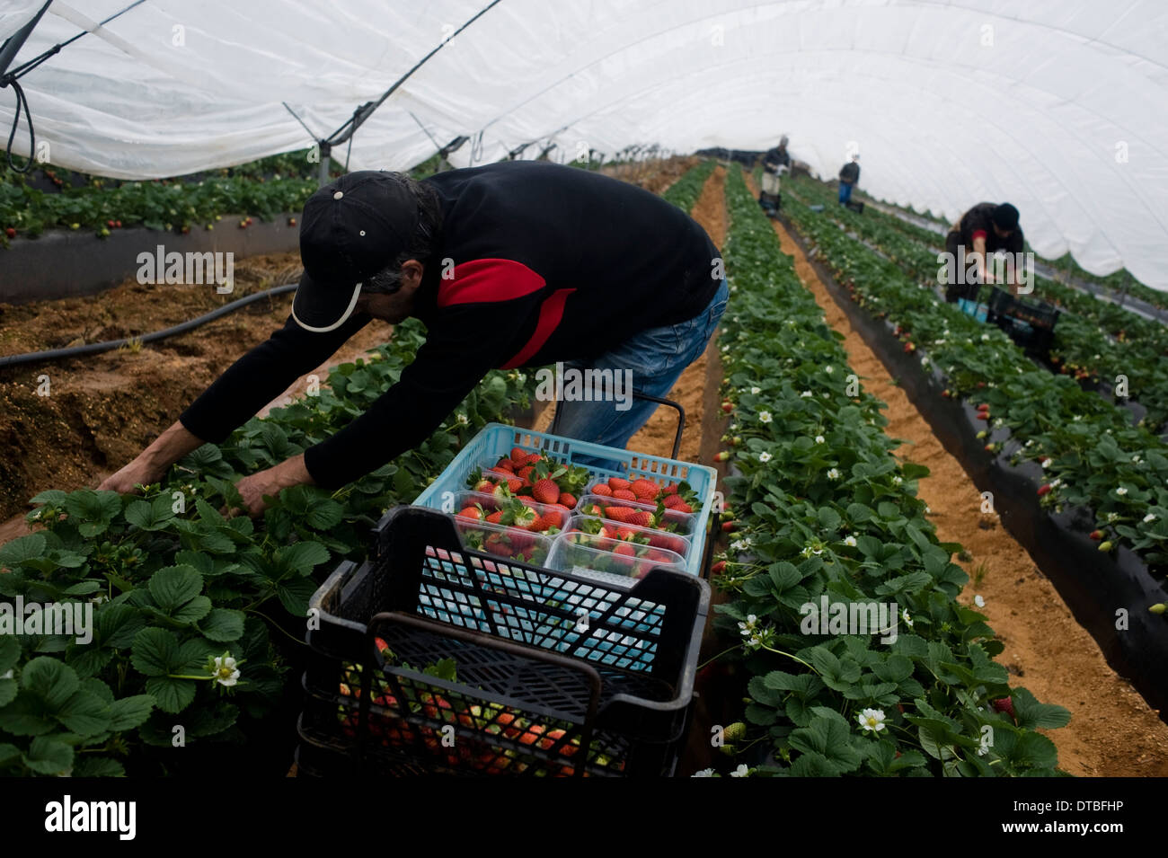 African immigrants live in plastic huts in a shanty campsite in Lepe, Huelva, Spain, waiting for