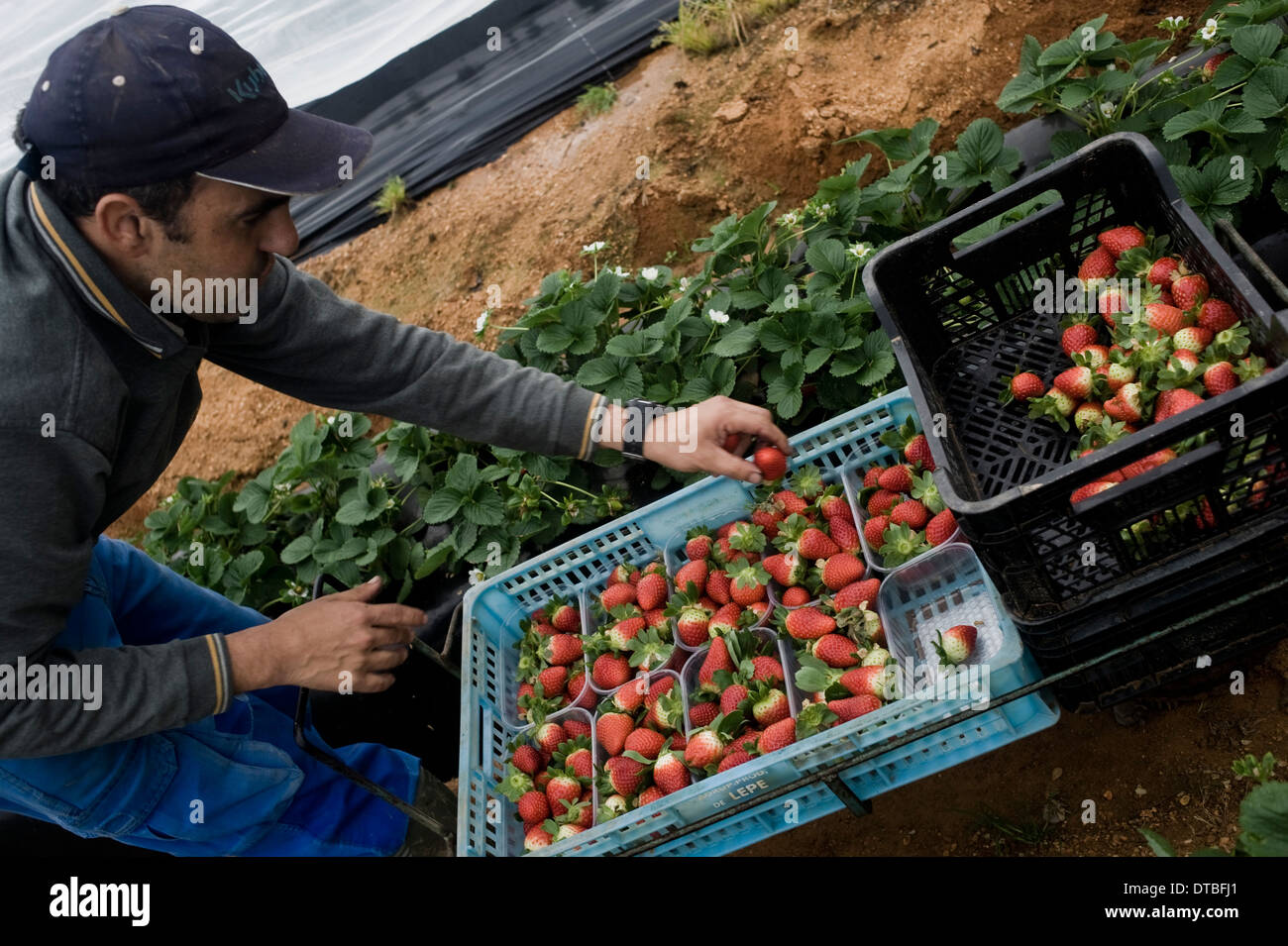 African immigrants live in plastic huts in a shanty campsite in Lepe, Huelva, Spain, waiting for