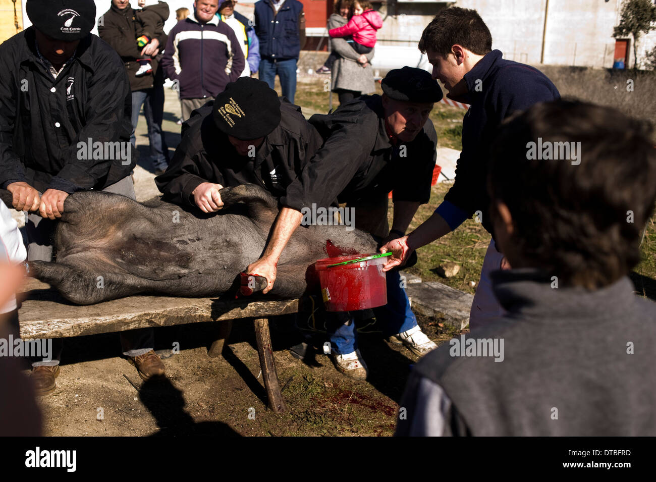 Pig slaughter in Villaseco de los Gamitos, Spain. slaughtering killing Spanish matanza cerdo Stock Photo