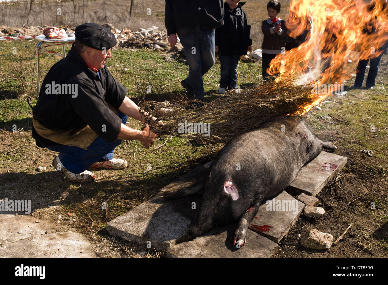 Pig slaughter in Villaseco de los Gamitos, Spain. slaughtering killing Spanish matanza cerdo Stock Photo