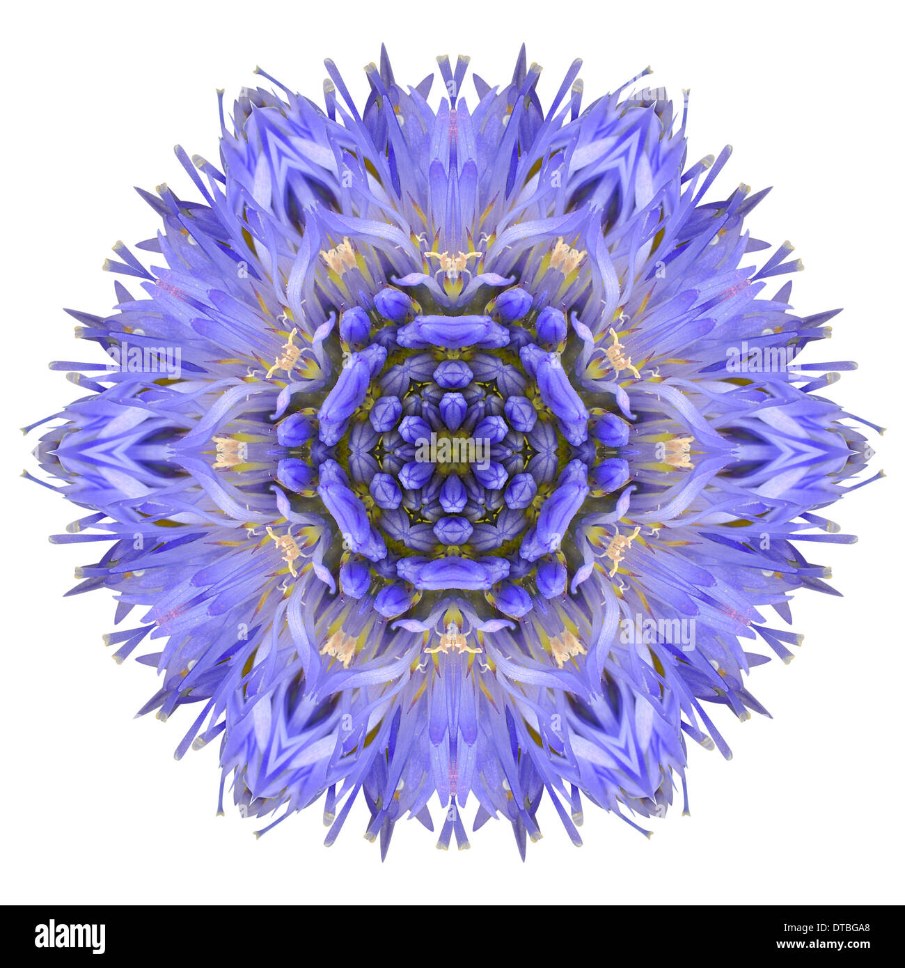 Blue Cornflower Mandala Flower. Kaleidoscope of Centaurea cyanus Isolated on White Background Stock Photo