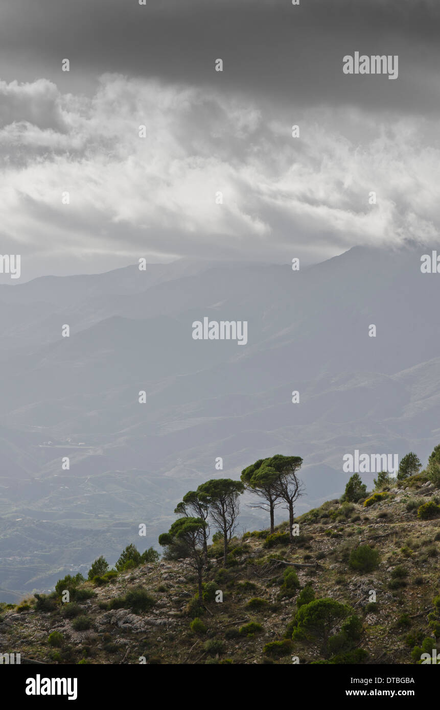 Aleppo Pines In Mountains Mijas High Resolution Stock Photography and  Images - Alamy