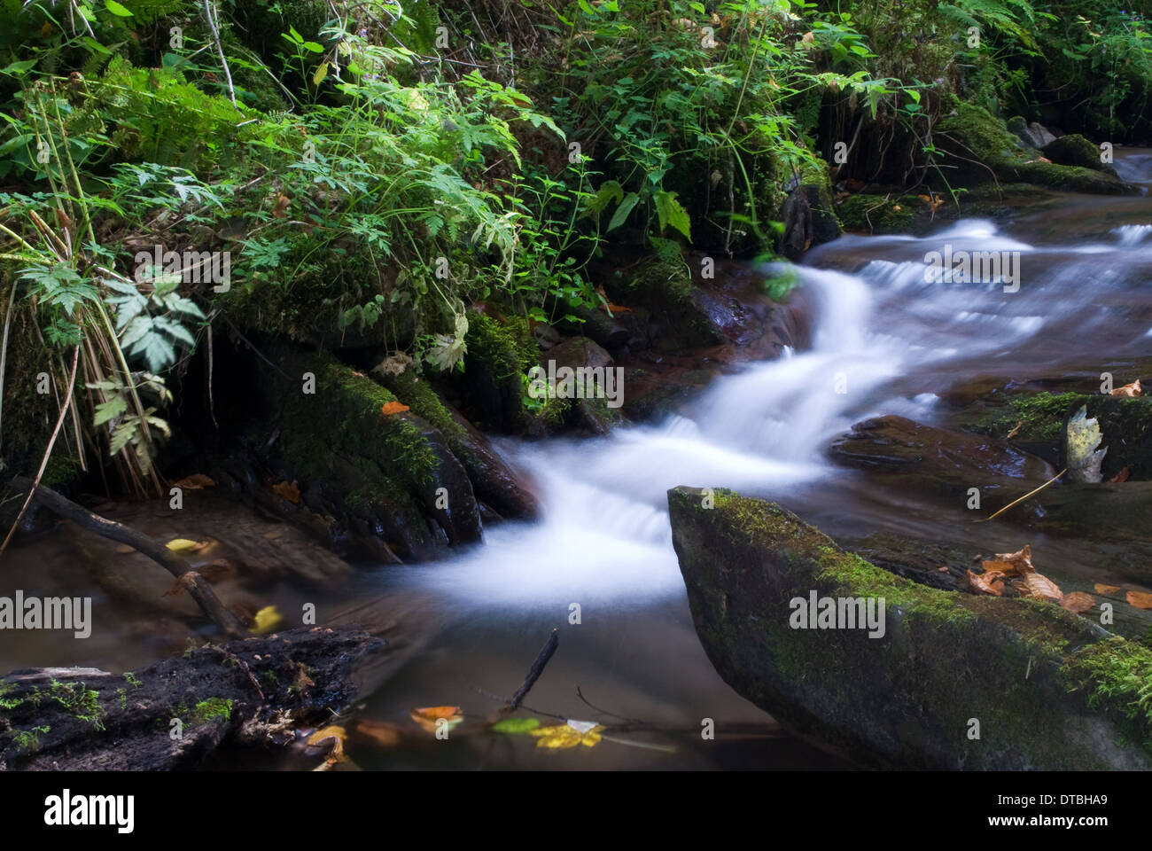 Water running down mountain forest hi-res stock photography and images ...