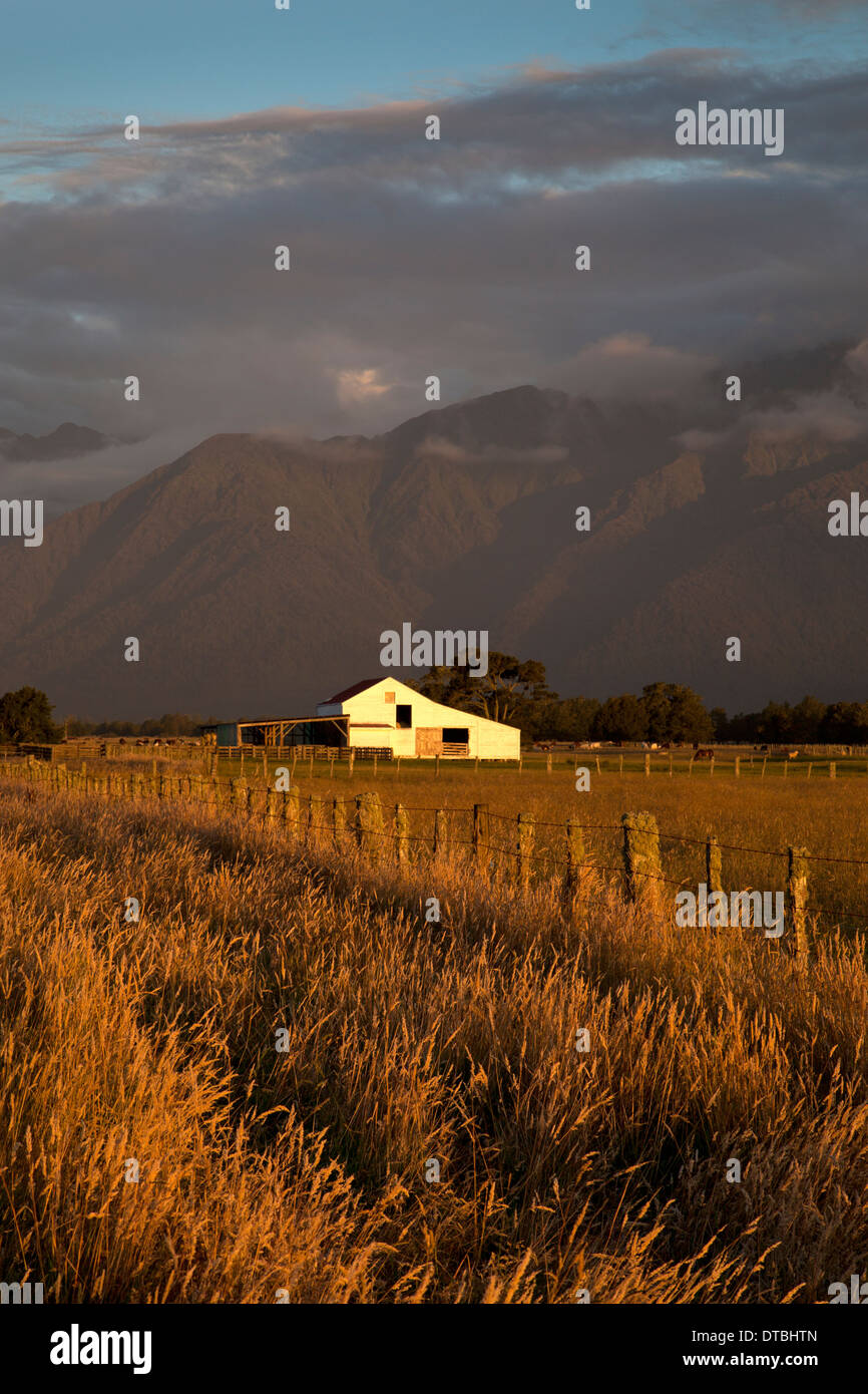 Old farm sheep station in late afternoon light, near fox glacier, southern alps, South Island, New Zealand Stock Photo