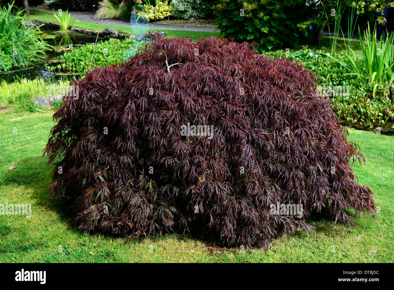 acer palmatum dissectum growing in lawn neat round mound Stock Photo