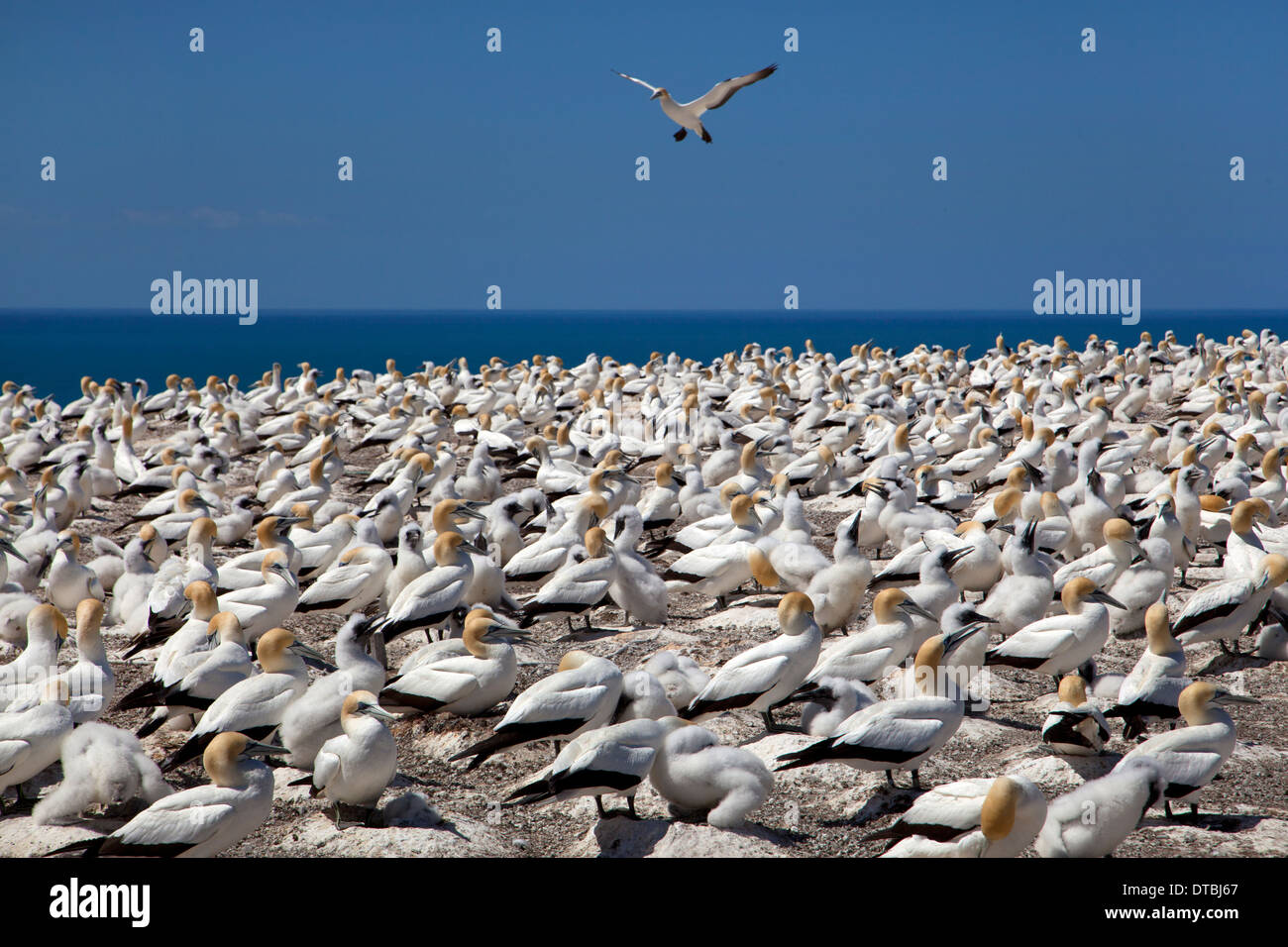 Cape kidnappers and Gannet Colony, near Hastings, North Island, New Zealand Stock Photo