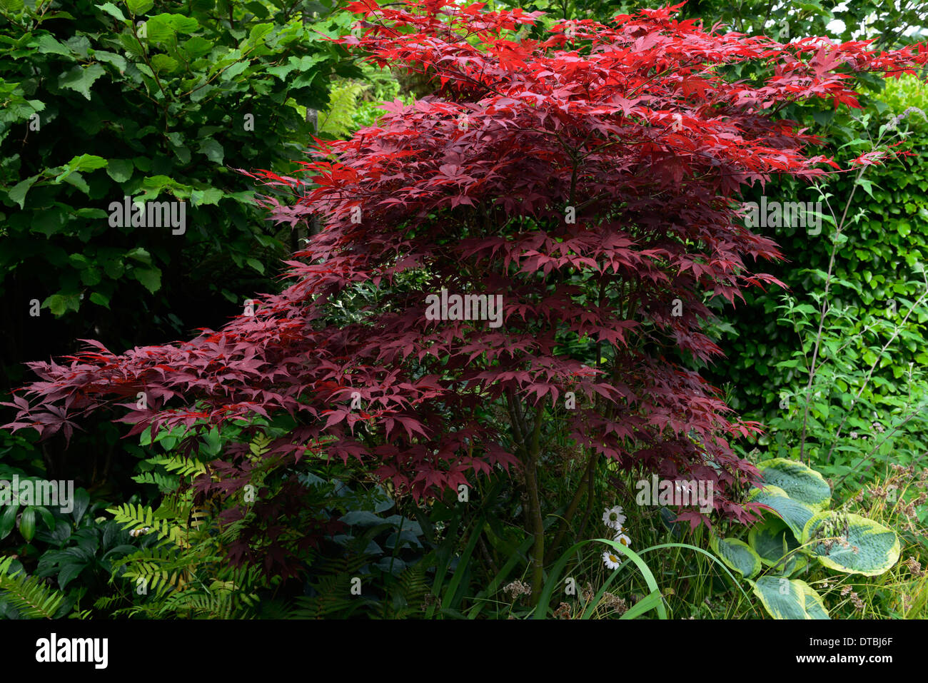 acer palmatum shady shade shaded garden japanese maple Stock Photo Alamy