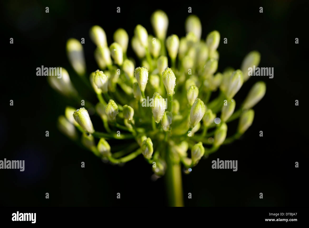 unopened agapanthus flowerbuds bud buds dew cover covered flower
