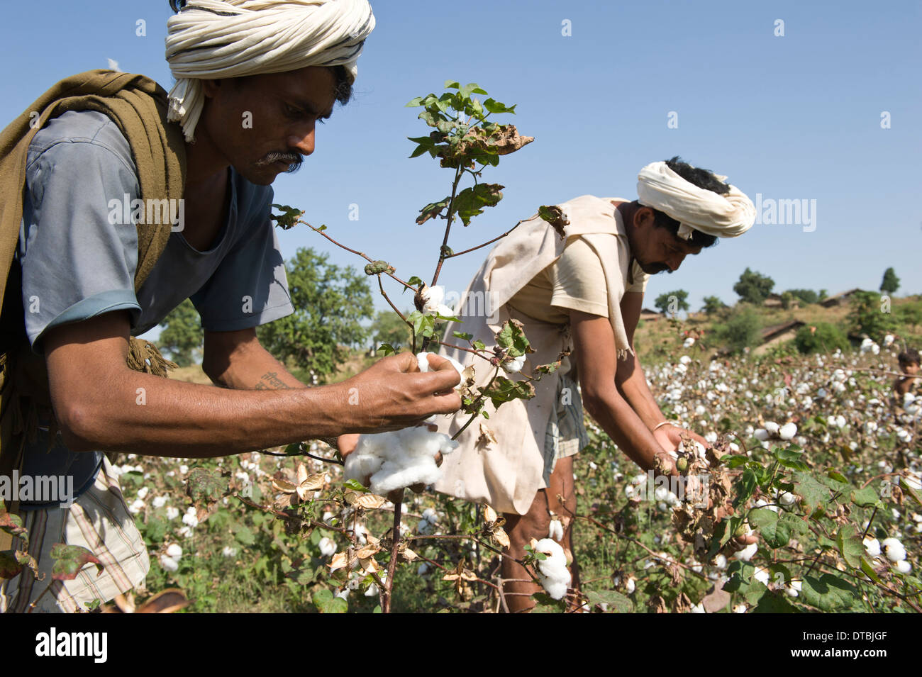 INDIA, Nimad region, Khargone , tribal farmer of cooperative Shiv Krishi Utthan Sanstha harvest fair trade organic cotton Stock Photo
