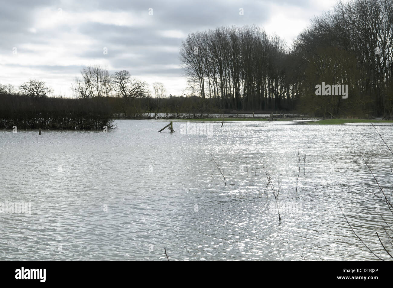 Flooded field fields with farmland and fences underwater trees waterlogged roots Stock Photo