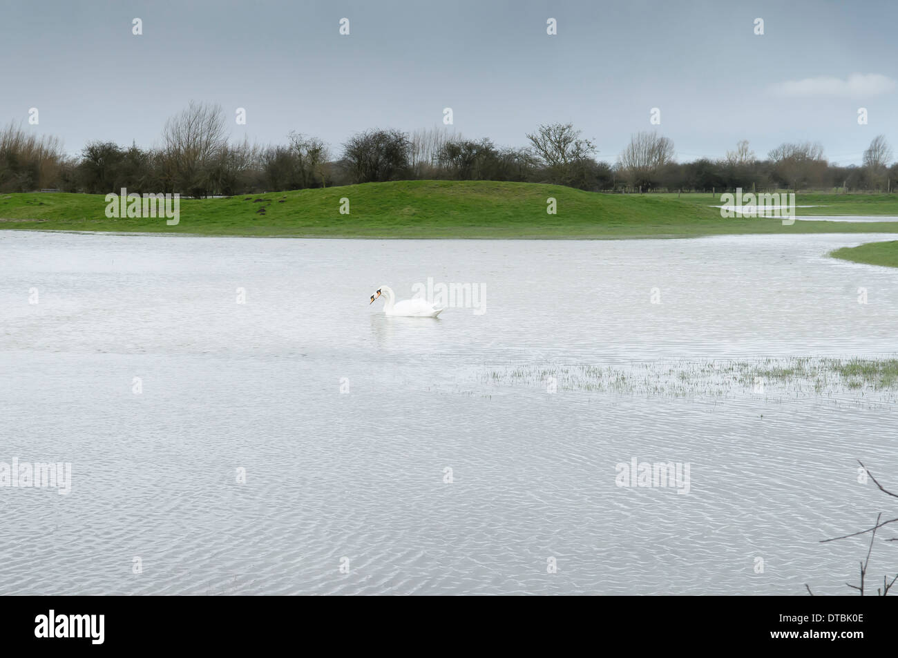 Flooded field with farmland and fences underwater trees waterlogged roots swan birds water fowl Stock Photo