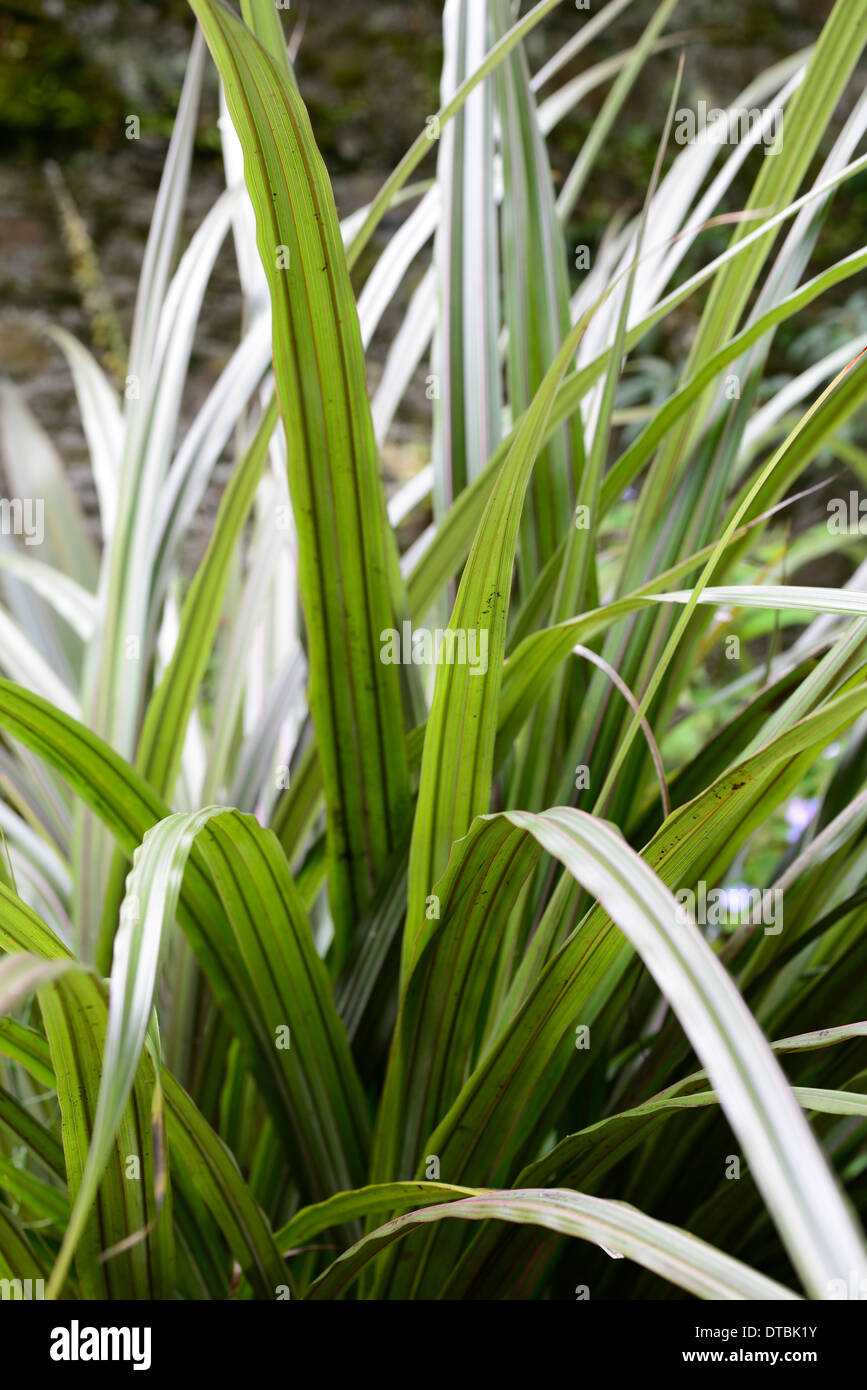 Astelia fragrans bush lily bush flax kakaha green leaves foliage ornamental grass grasses architectural plant planting Stock Photo