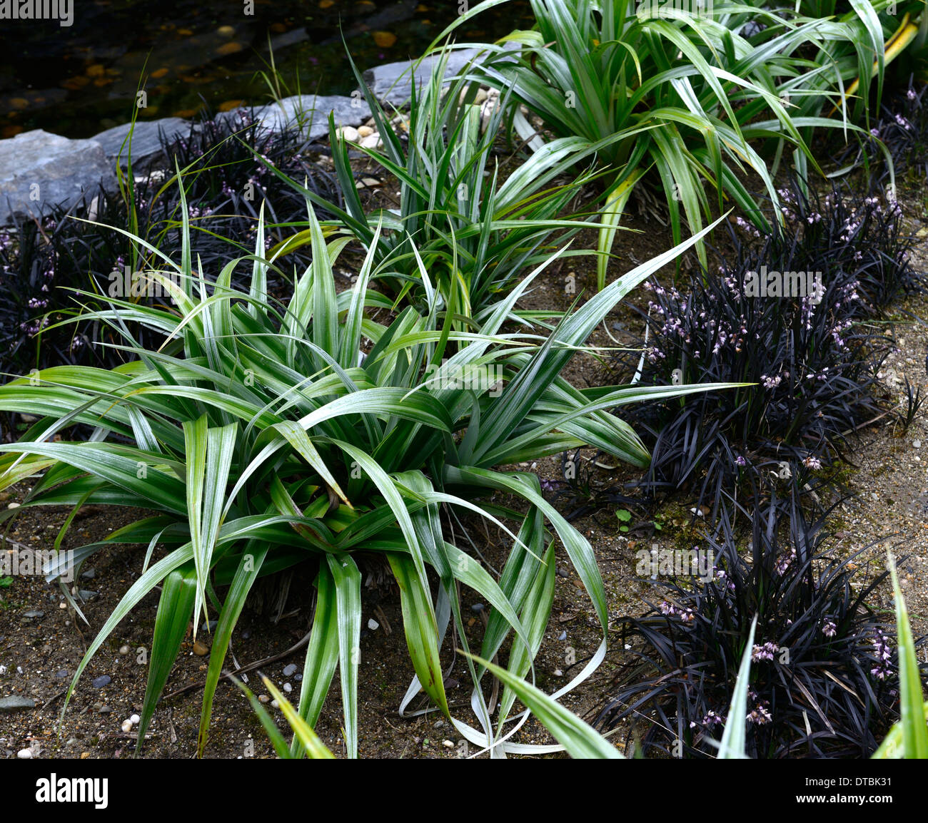 astelia chathamica silver spear green foliage leaves black Ophiopogon planiscapus Nigrescens ornamental grass mix mixed planting Stock Photo