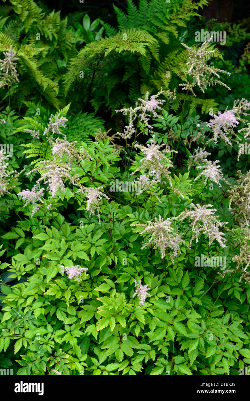 astilbe simplicifolia dryopteris fern pink flowers flowering panicle panicles plant portraits perennials mix mixed planting Stock Photo
