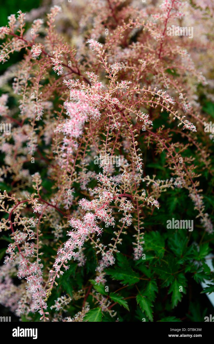 astilbe simplicifolia sprite summer pink flowers flowering panicle panicles plant portraits perennials dwarf Stock Photo