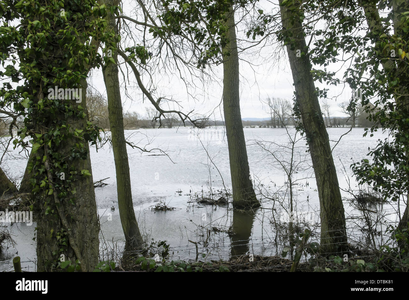 Flooded field with farmland and fences underwater trees waterlogged roots Stock Photo
