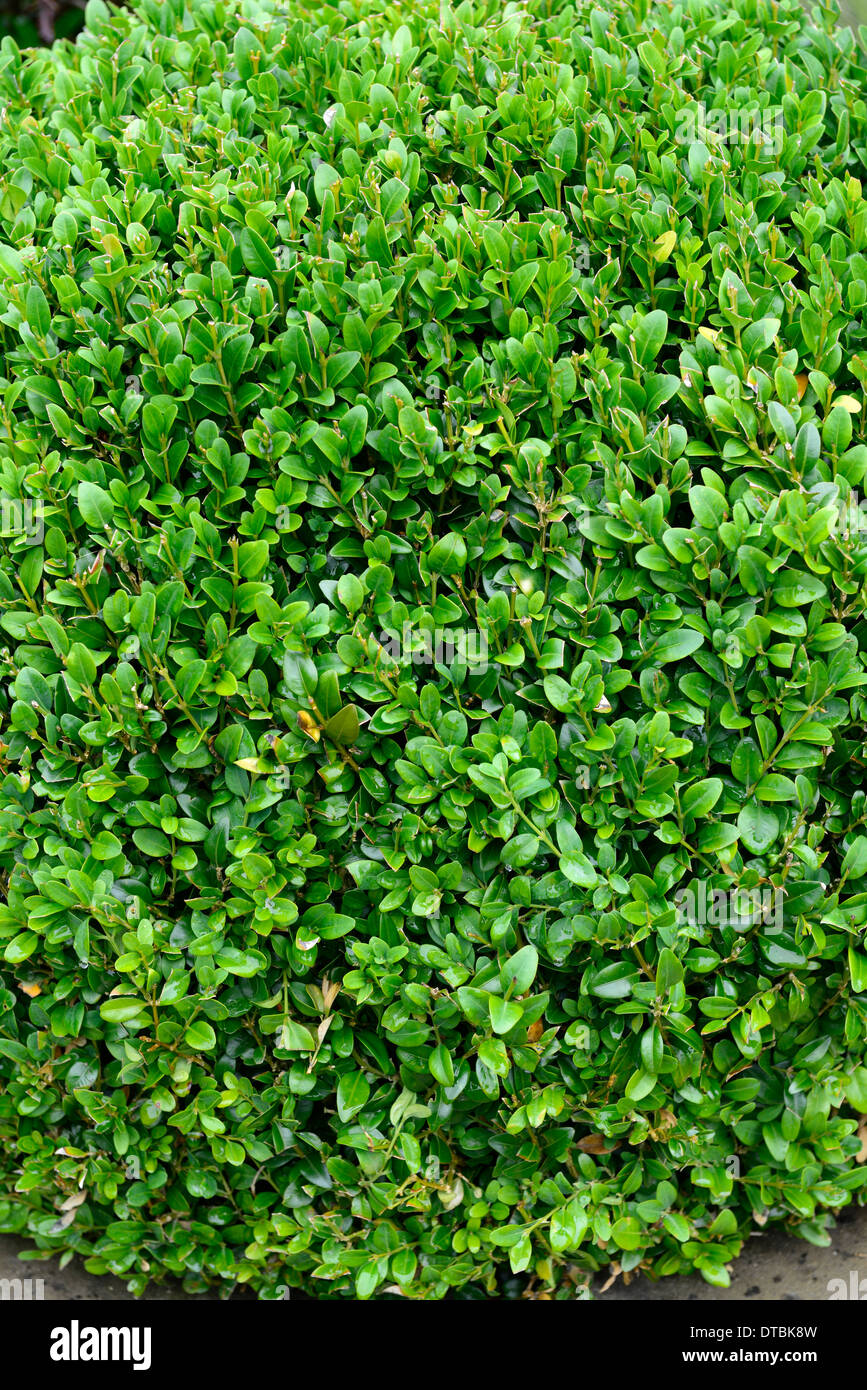 buxus sempervirens Box hedge plant round ball bush shape shapes topiary garden gardening shrub shrubs evergreen Stock Photo