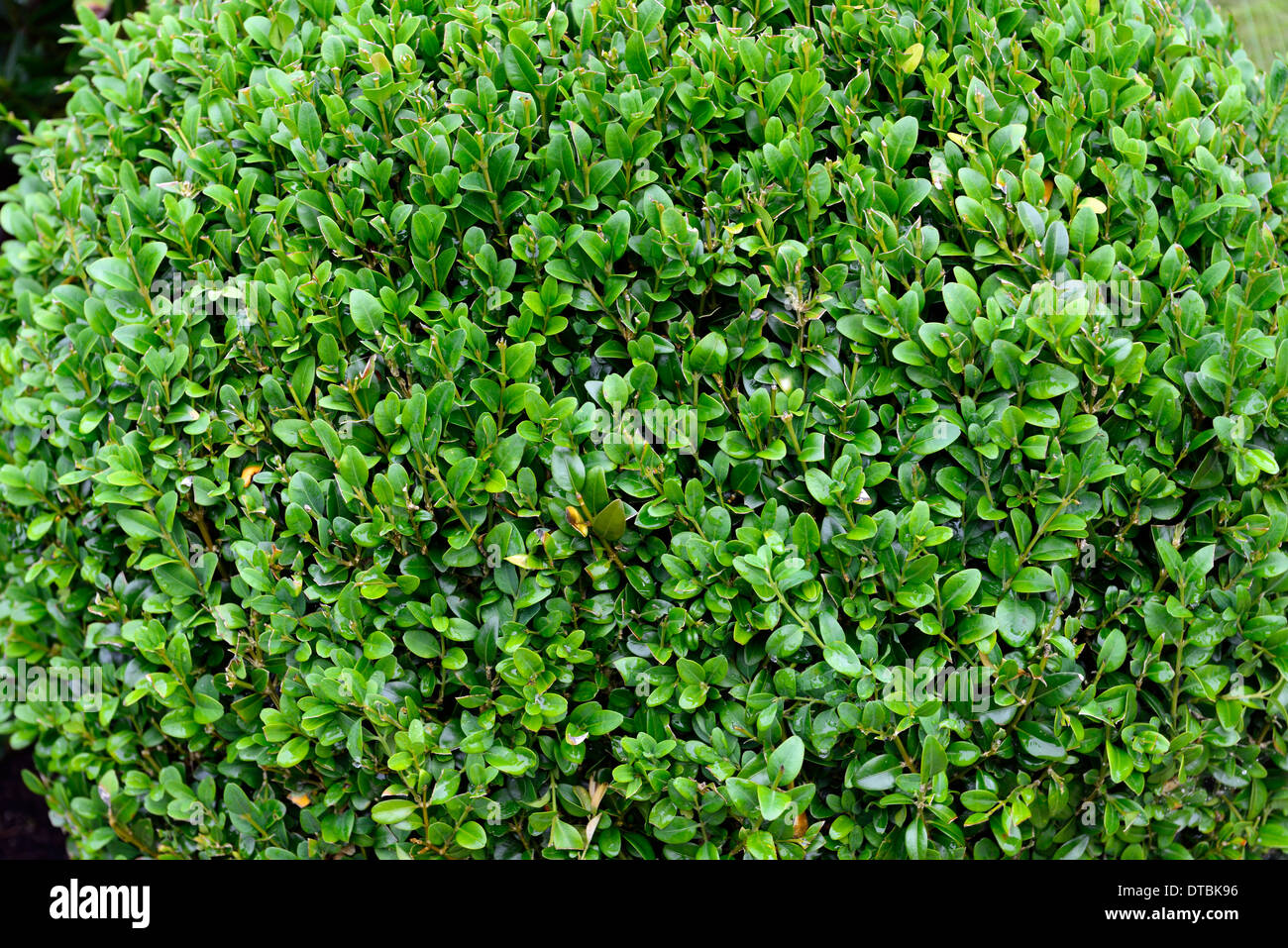 buxus sempervirens Box hedge plant round ball bush shape shapes topiary garden gardening shrub shrubs evergreen Stock Photo