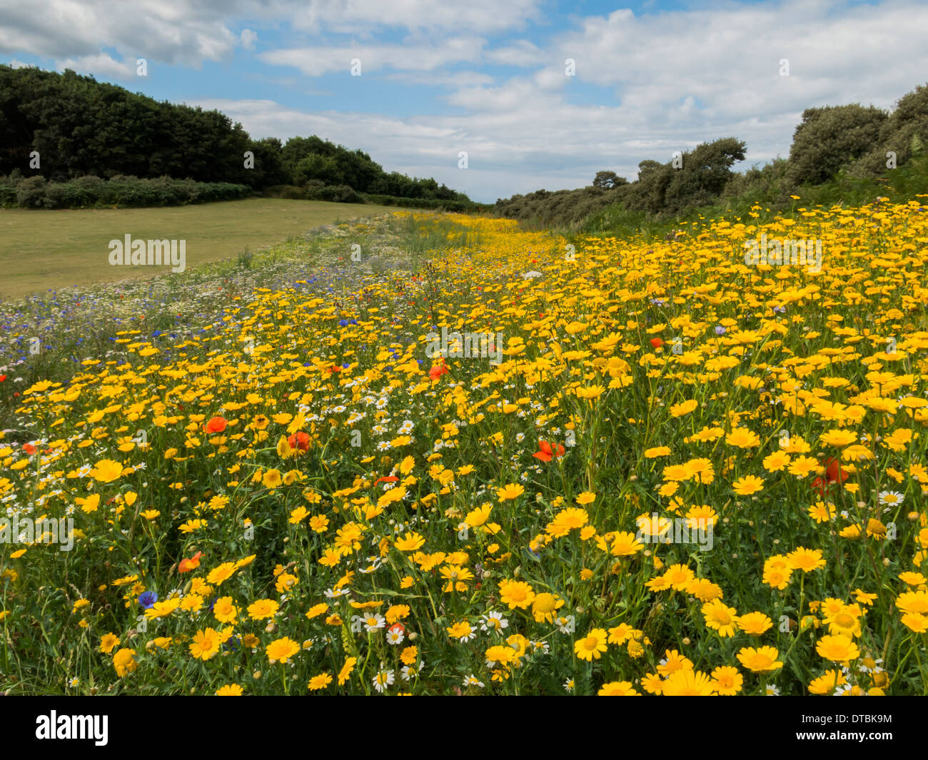 Wild flower meadow near Cromer in Norfolk England Stock Photo 66639488
