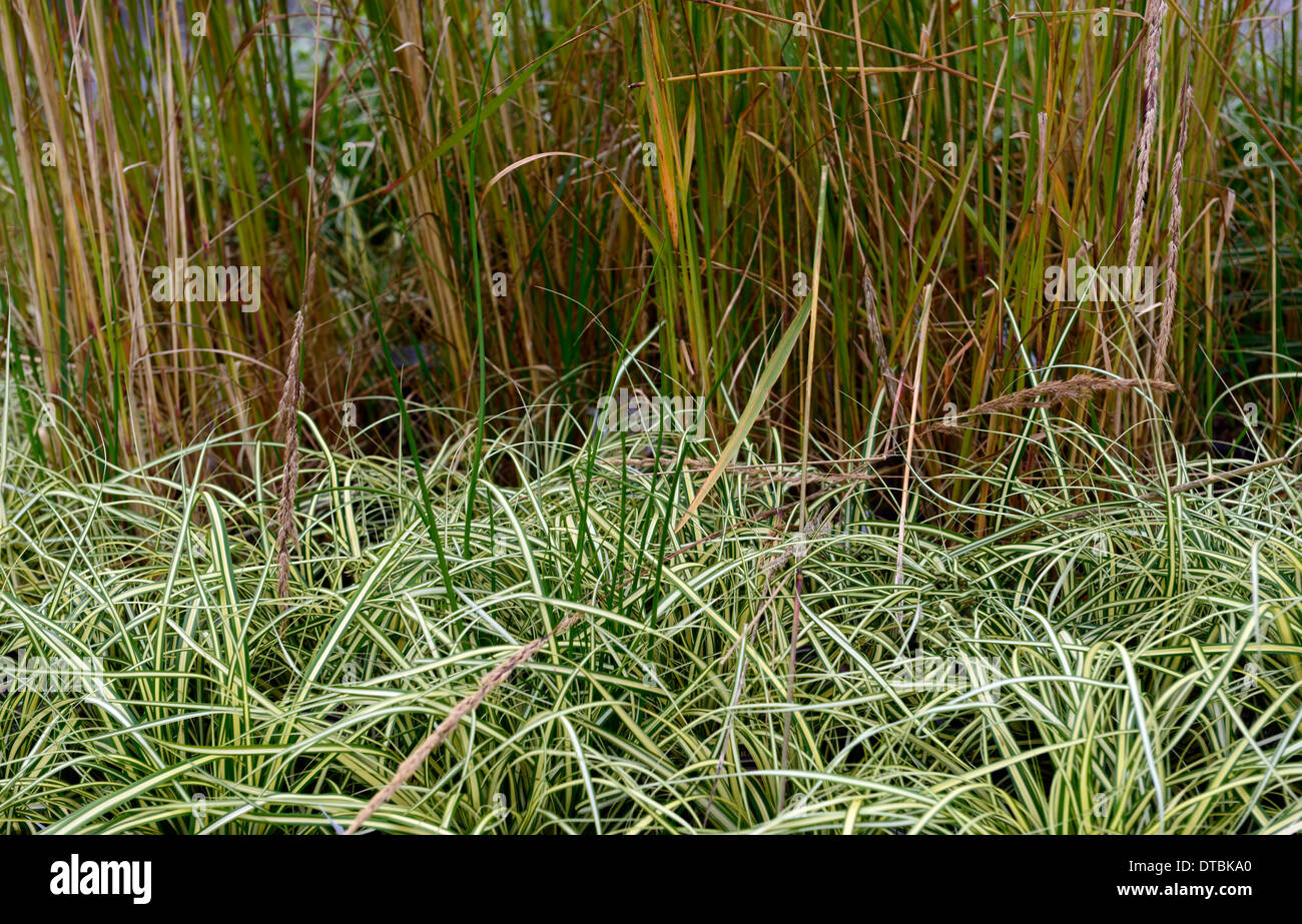 carex oshimensis evergold calamagrostis x acutiflora karl foerst mix mixed grasses foliage leaves planting plant scheme Stock Photo