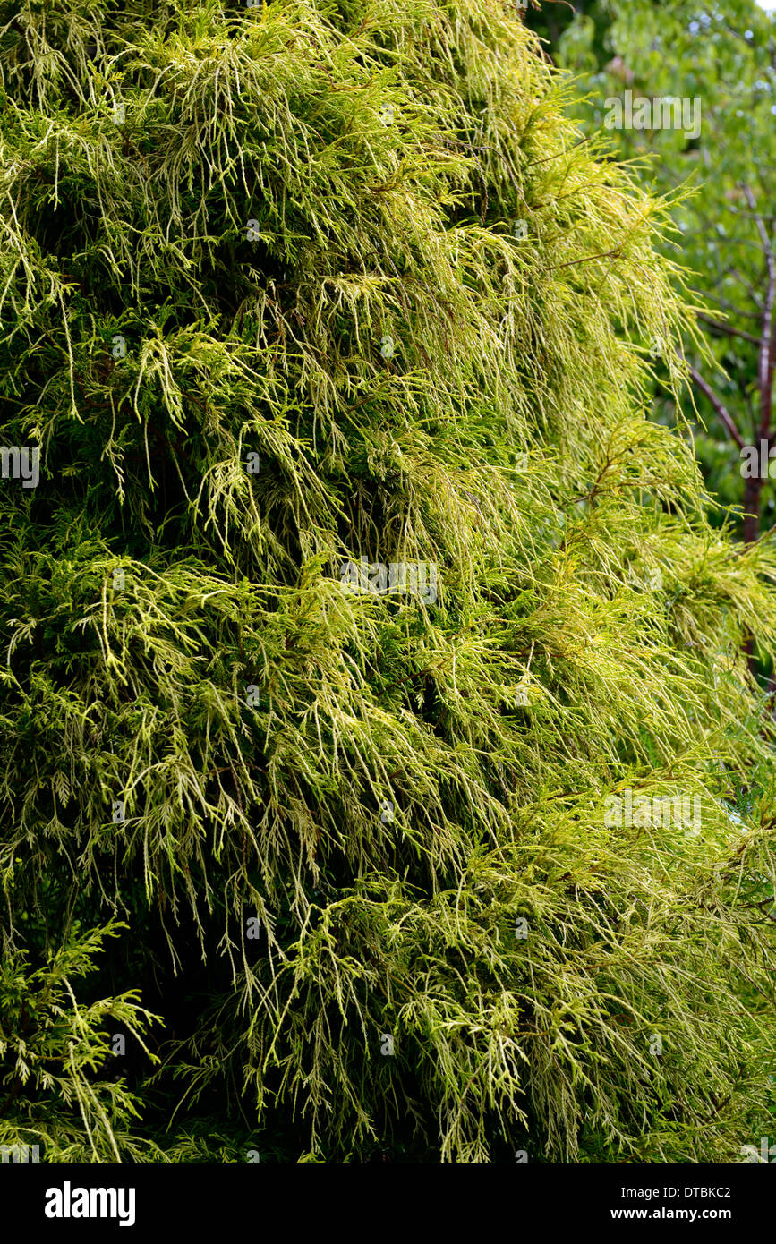 chamaecyparis pisifera filifera aurea nana evergreen conifer conifers evergreens foliage leaves mound appearance tree shrub Stock Photo