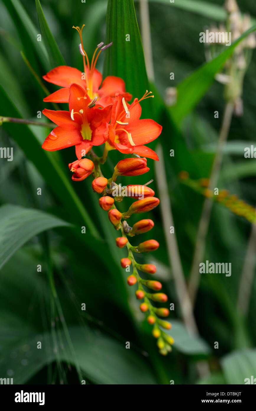 crocosmia emberglow red orange flower spike spikes flowers flowering