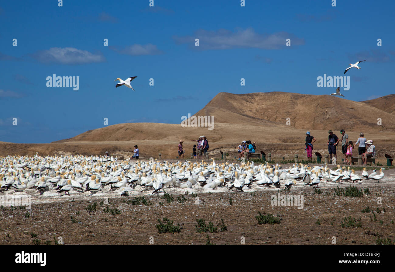Cape kidnappers and Gannet Colony, Hawke Bay near Hastings, North Island, New Zealand Stock Photo