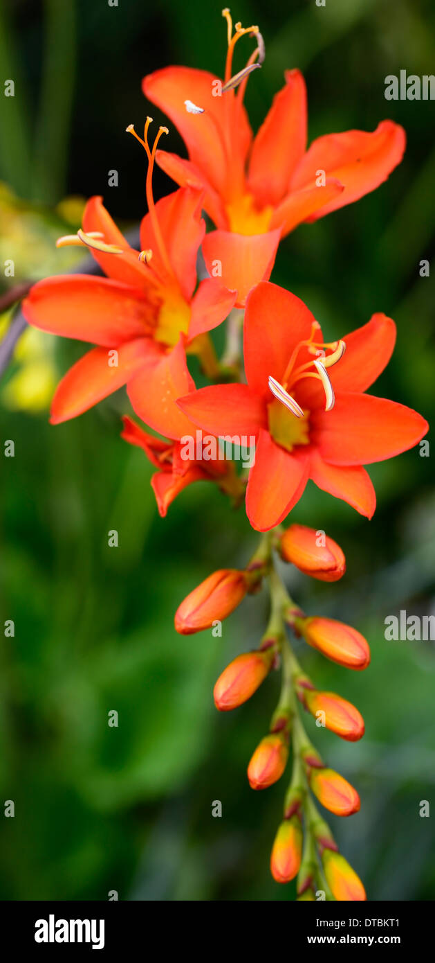 crocosmia masoniorum rowallane orange flower spike spikes flowers