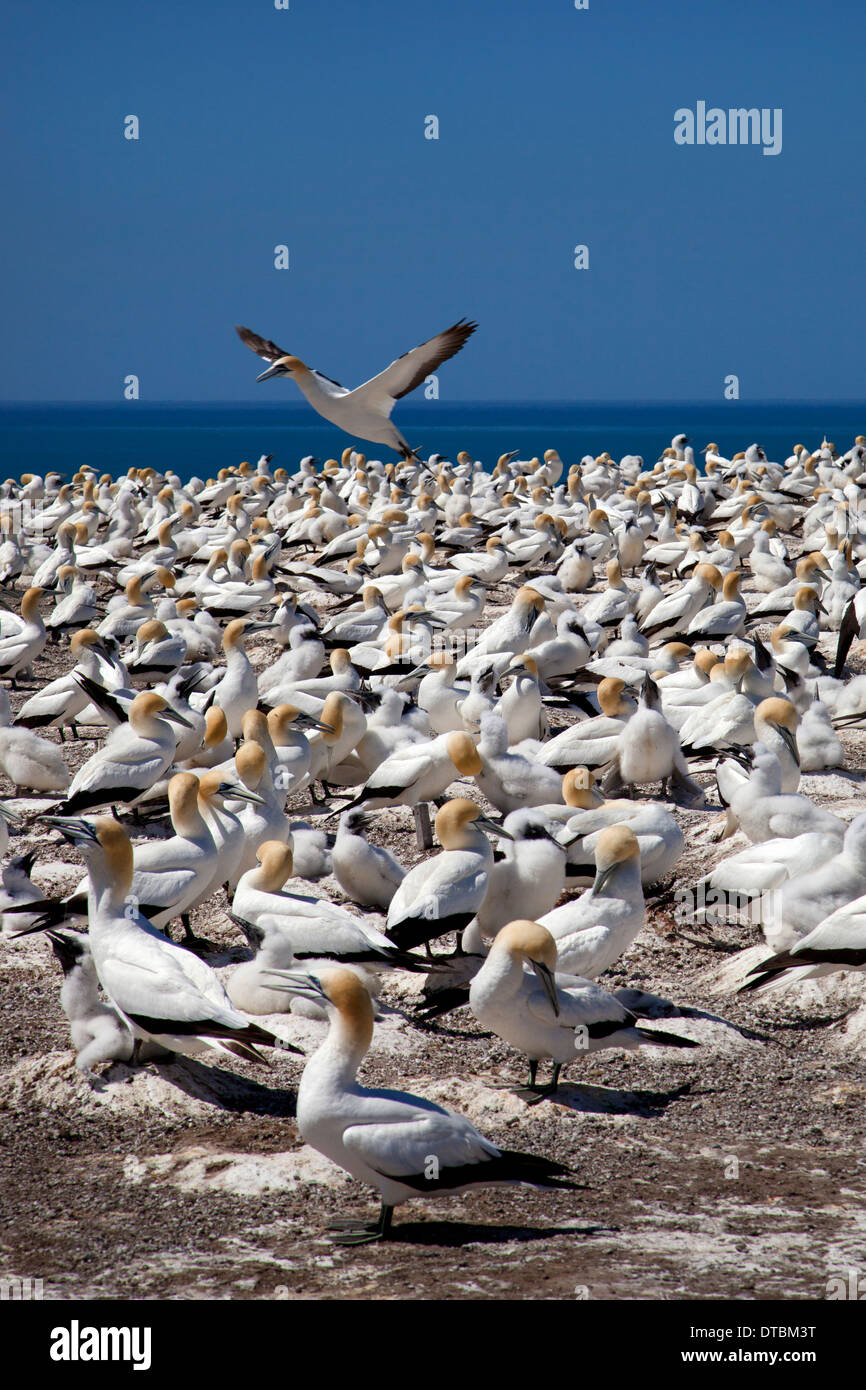 Cape kidnappers and Gannet Colony, Hawke Bay near Hastings, North Island, New Zealand Stock Photo