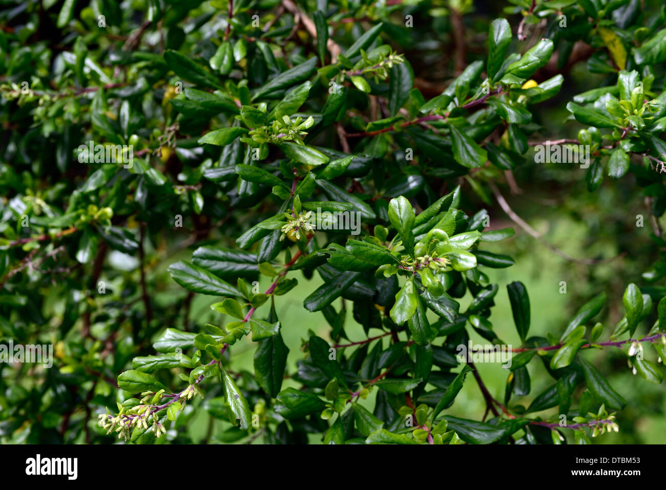 escallonia resinosa green evergreen shrub shrubs leaves foliage evergreens Stock Photo