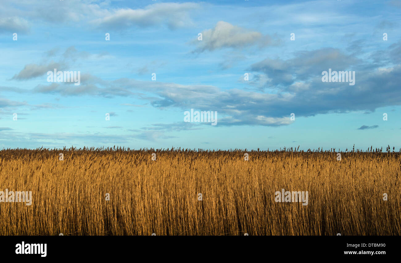 BLUE SKY OVER WINTER REEDS IN A REED BED OR FEN Stock Photo