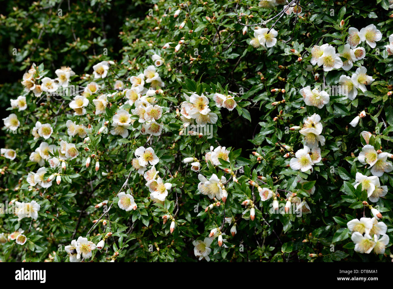 eucryphia glutinosa white flower flowering bloom blooms tree trees Stock Photo